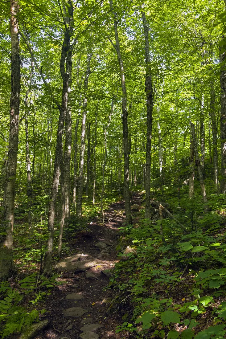 The hiking trail through sunlit forest on Lyon Mountain, New York