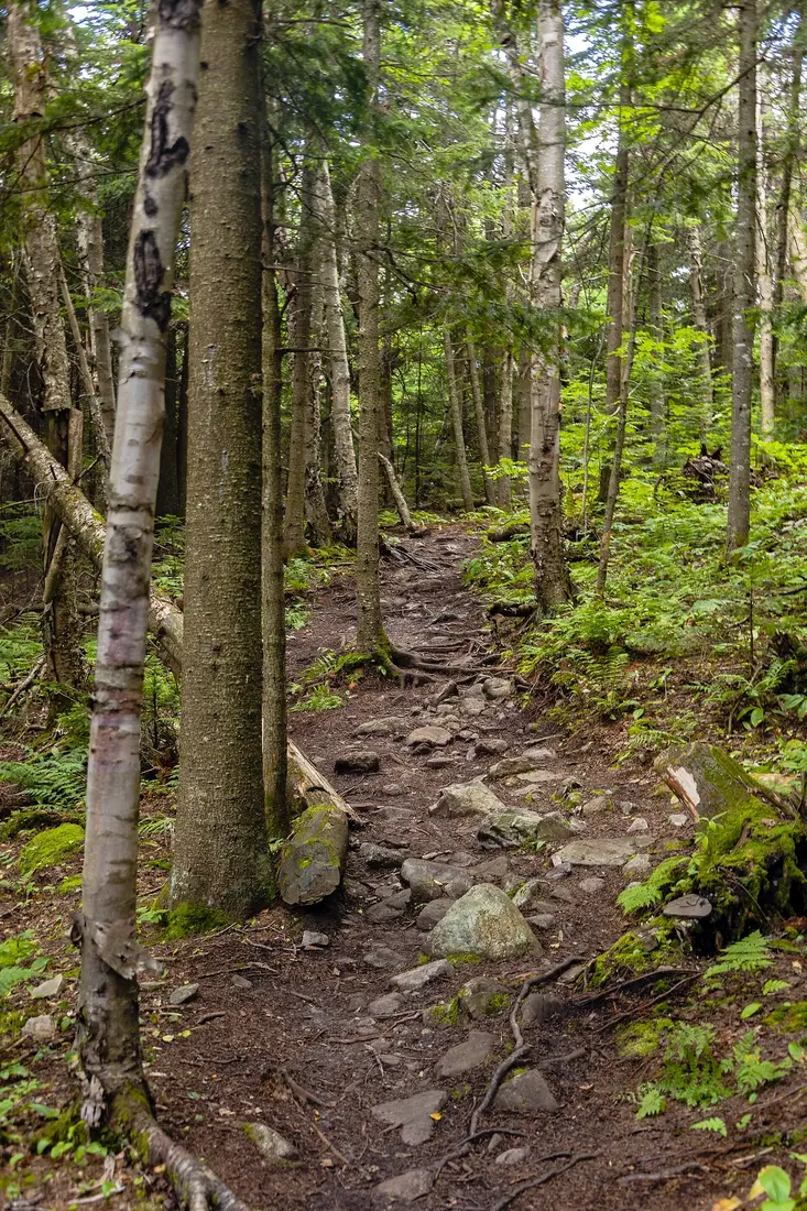 The Lyon Mountain trail where the hardwoods give way to spruce